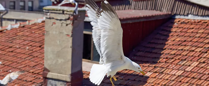 Residential Chimney Animal Removal Solution in Hannibal, MO
