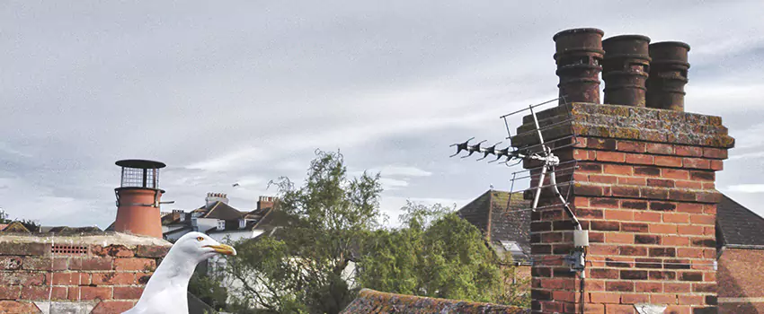 Chimney Cleaning And Restoration in Hannibal, Missouri